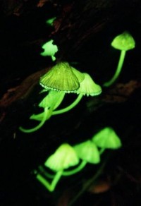 Glowing mushrooms