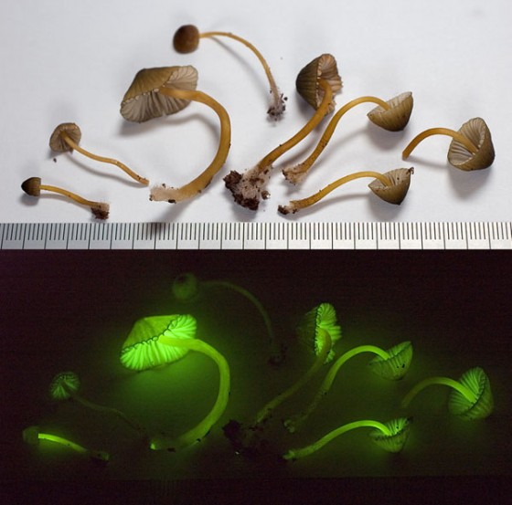 Mycena lux-coeli luminescence