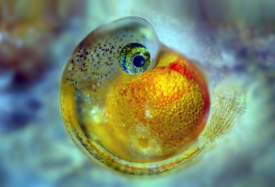 guppy-fish-embryo