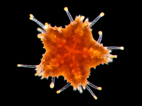 oral-surface-starfish