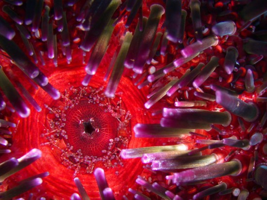 sea-urchin-mouth