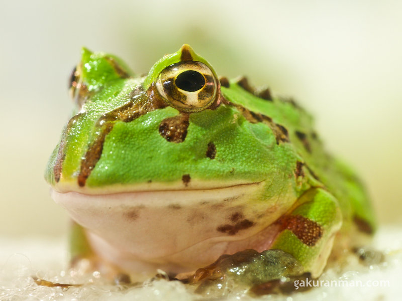 Fifteen Fantastic Froggie Fotos - GakuranmanGakuranman
