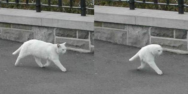 google-streetview-half-cat