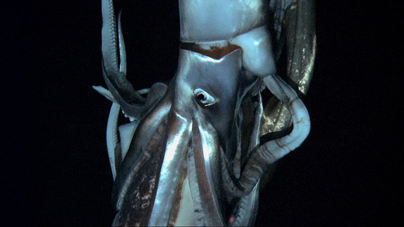 giant-squid-deep-sea