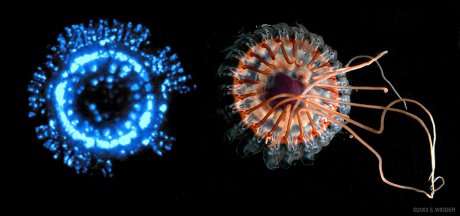 atolla-jellyfish