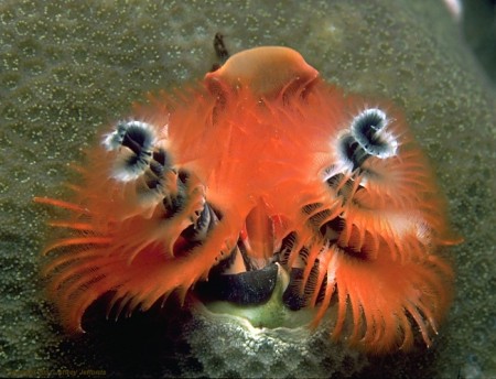 christmas tree worm