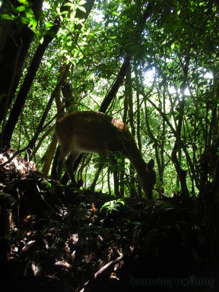 yakushima deer