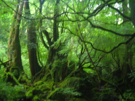 mysterious forest
