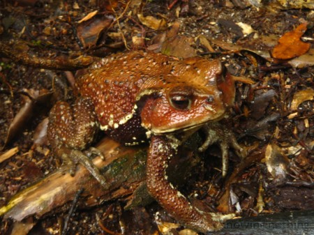 mountain toad