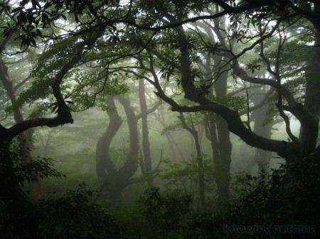 mysterious forest