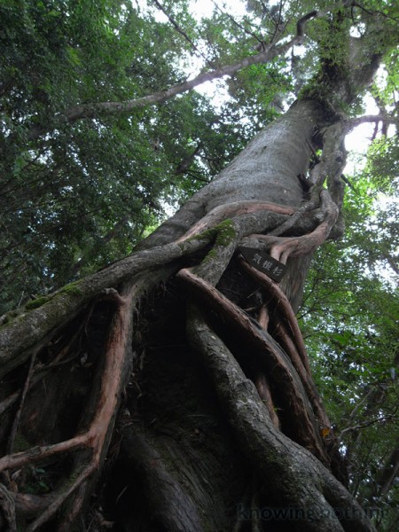 curious roots
