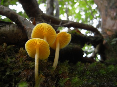 mushroom2
