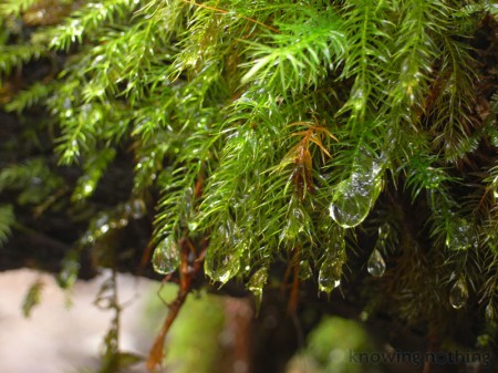 moss