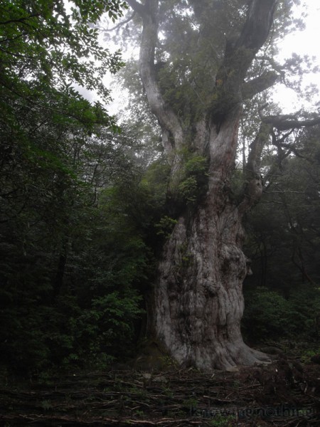 misty jomon