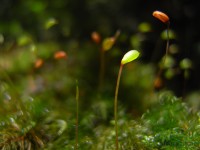 seedlings