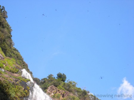 dragonflies