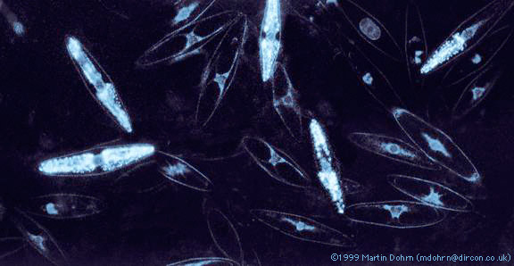 dinoflagellate_biolum