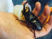 kabutomushi kabutomushi