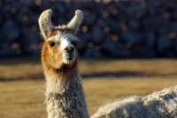 llama llama