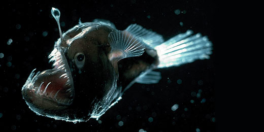WidderAnglerfishLG WidderAnglerfishLG