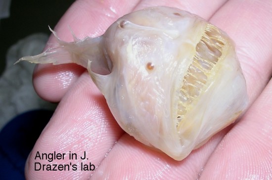 anglerfish anglerfish