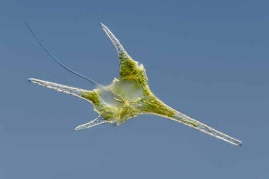 freshwater dinoflagellate freshwater dinoflagellate