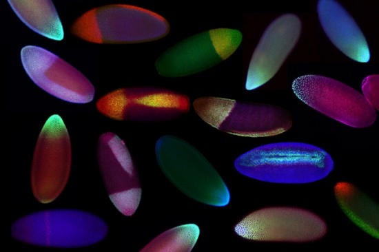 fruit-fly-embryos fruit-fly-embryos