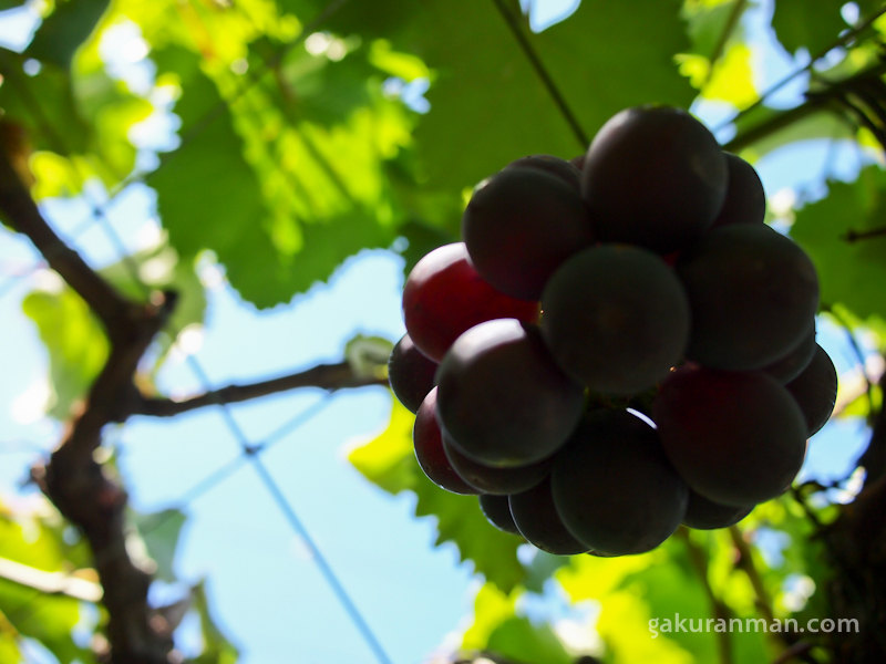 grape-picking-0-5