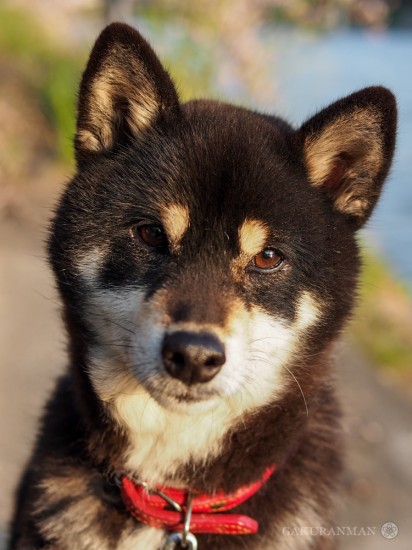 doggie21