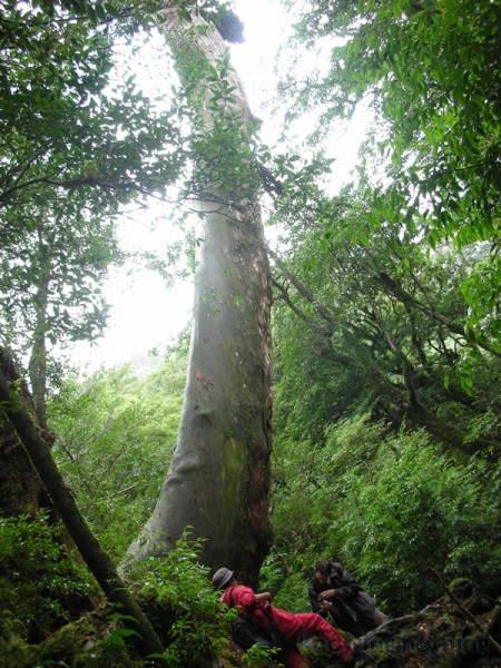 long tree