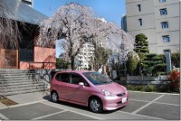 car-cherry-tree