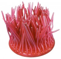 harry-sea-anemone2