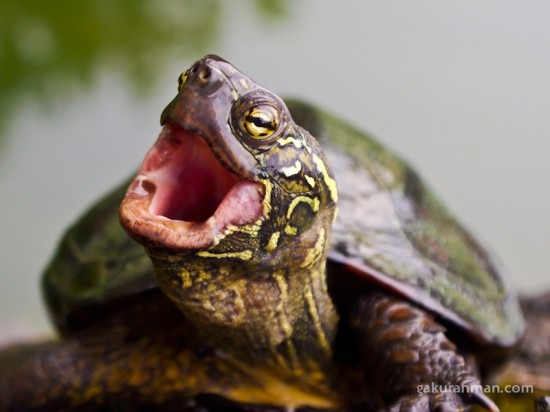 Endangered Chinese Pond Turtle - GakuranmanGakuranman