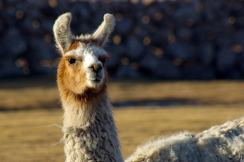 llama