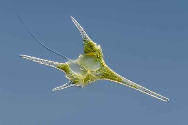 freshwater dinoflagellate